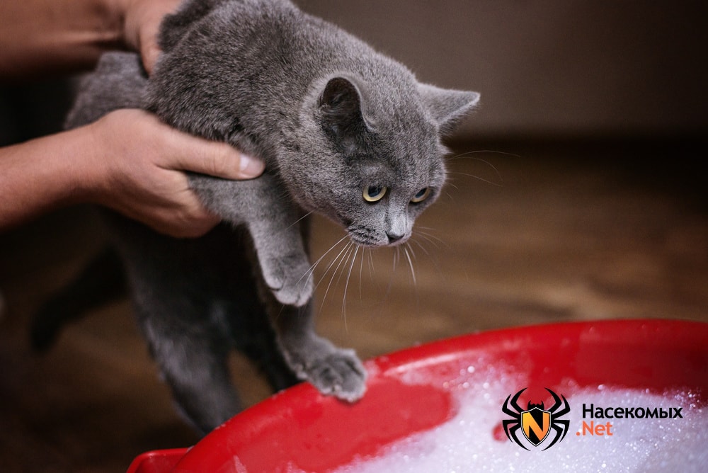Купание кота от блох